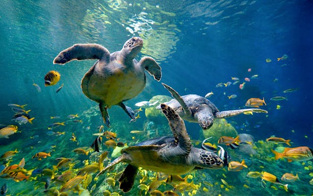 Sea turtles swimming with colorful fish at SeaWorld San Diego.