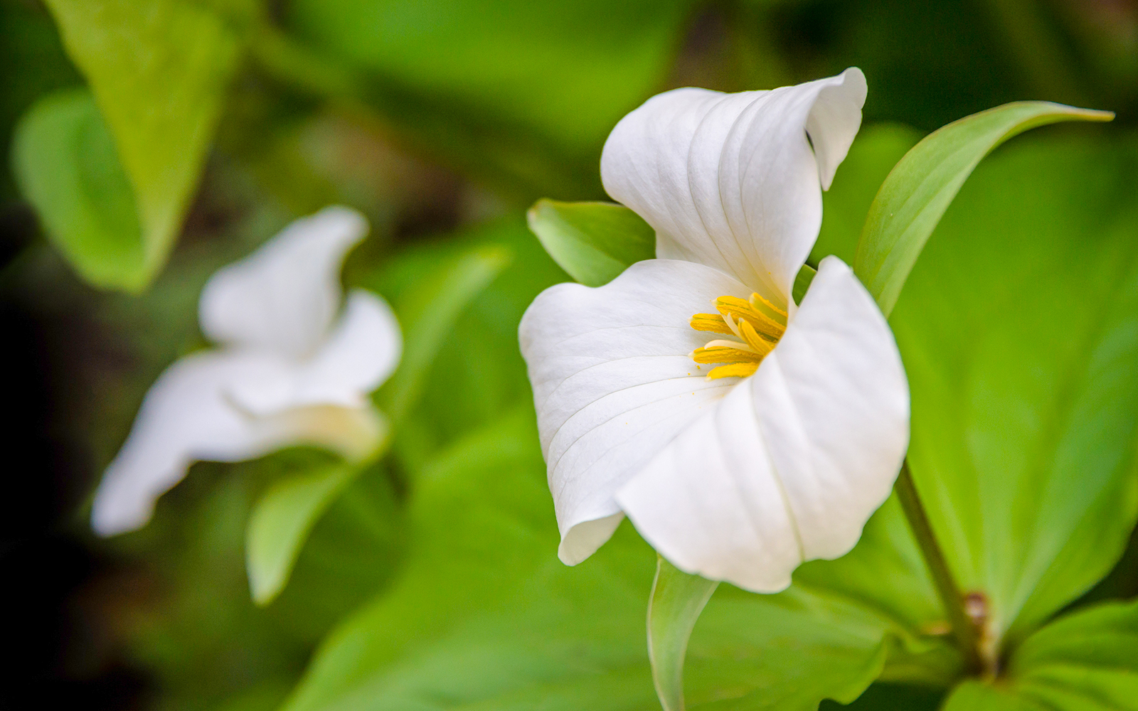 Great white trillium flower with green leaves in the background.