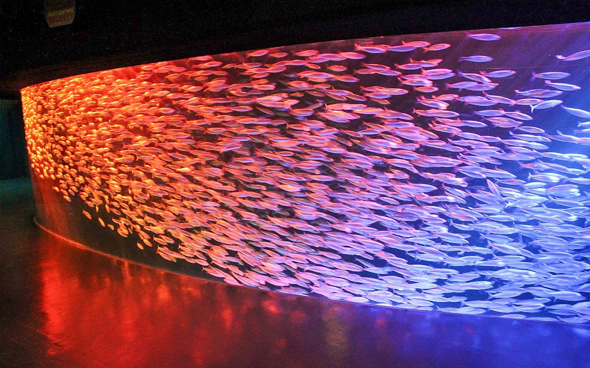 School of fish in illuminated tank at Noboribetsu Marine Park NIXE, Japan.