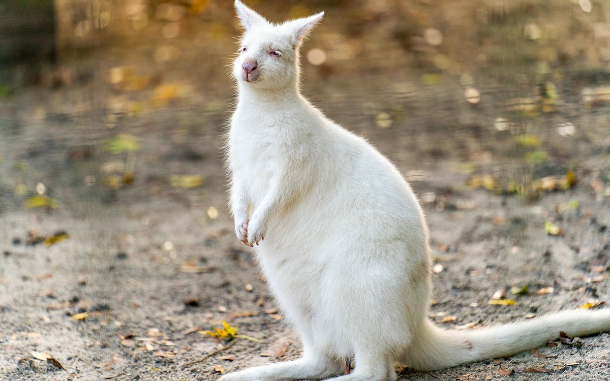 tickets to hunter valley wildlife park-2 tickets to hunter valley wildlife park-2