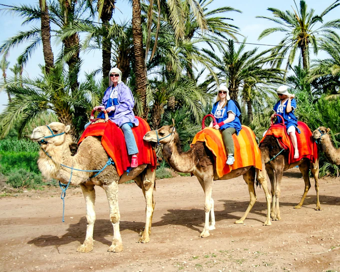 Palmeraie Camel and Quad Bike Rides with Hotel Transfers