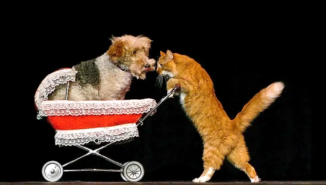 Dog in a stroller and cat performing at Popovich Comedy Pet Theater.