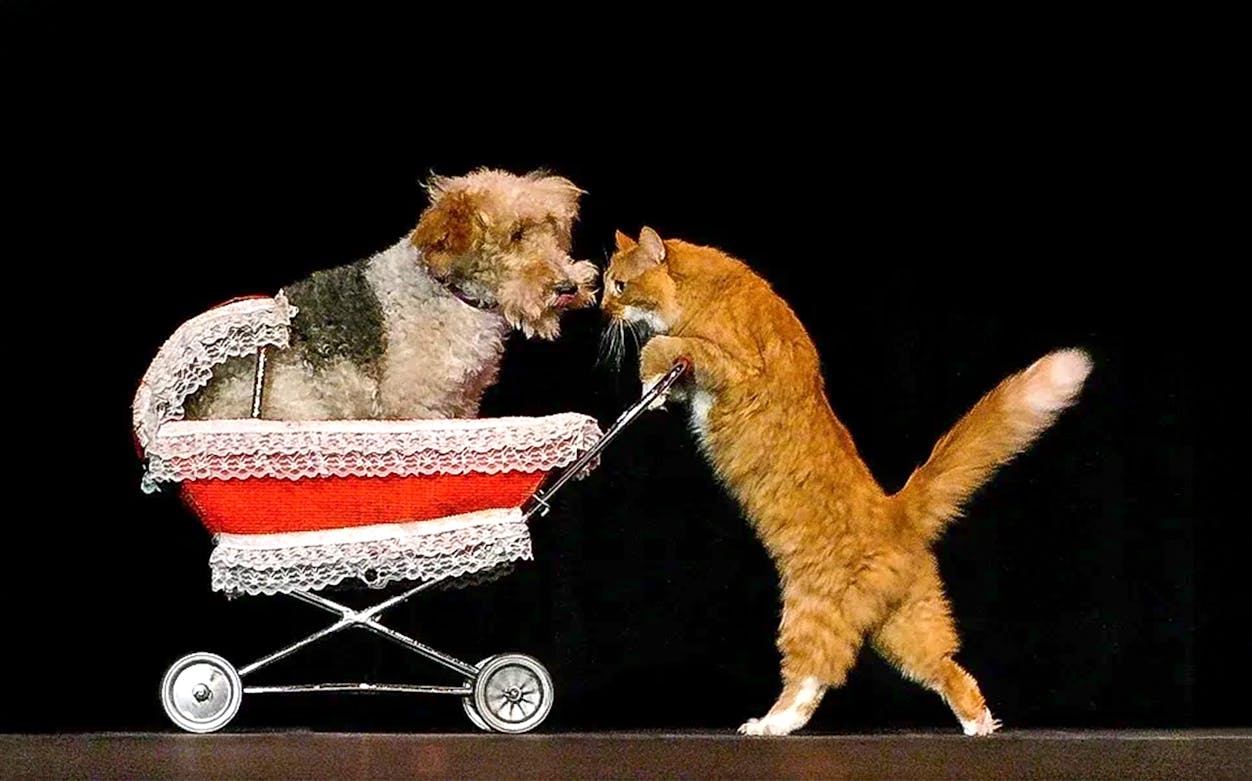 Dog in a stroller and cat performing at Popovich Comedy Pet Theater.