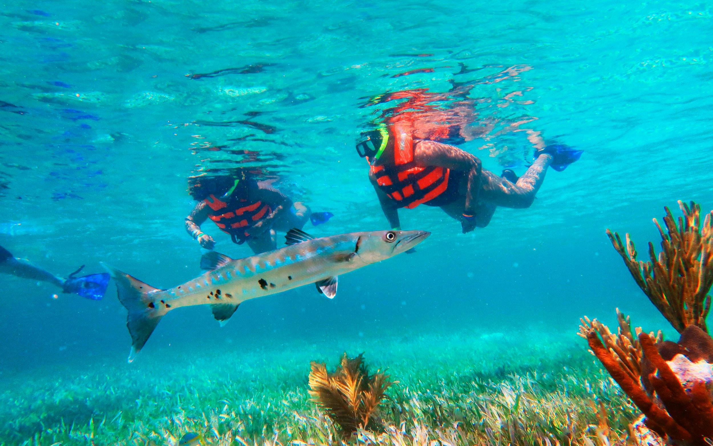 Visitors snorkeling near a barracuda in the Great Maya Reef, Marine National Park, Puerto Morelos.