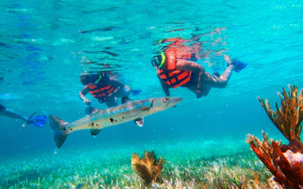 Visitors snorkeling near a barracuda in the Great Maya Reef, Marine National Park, Puerto Morelos.