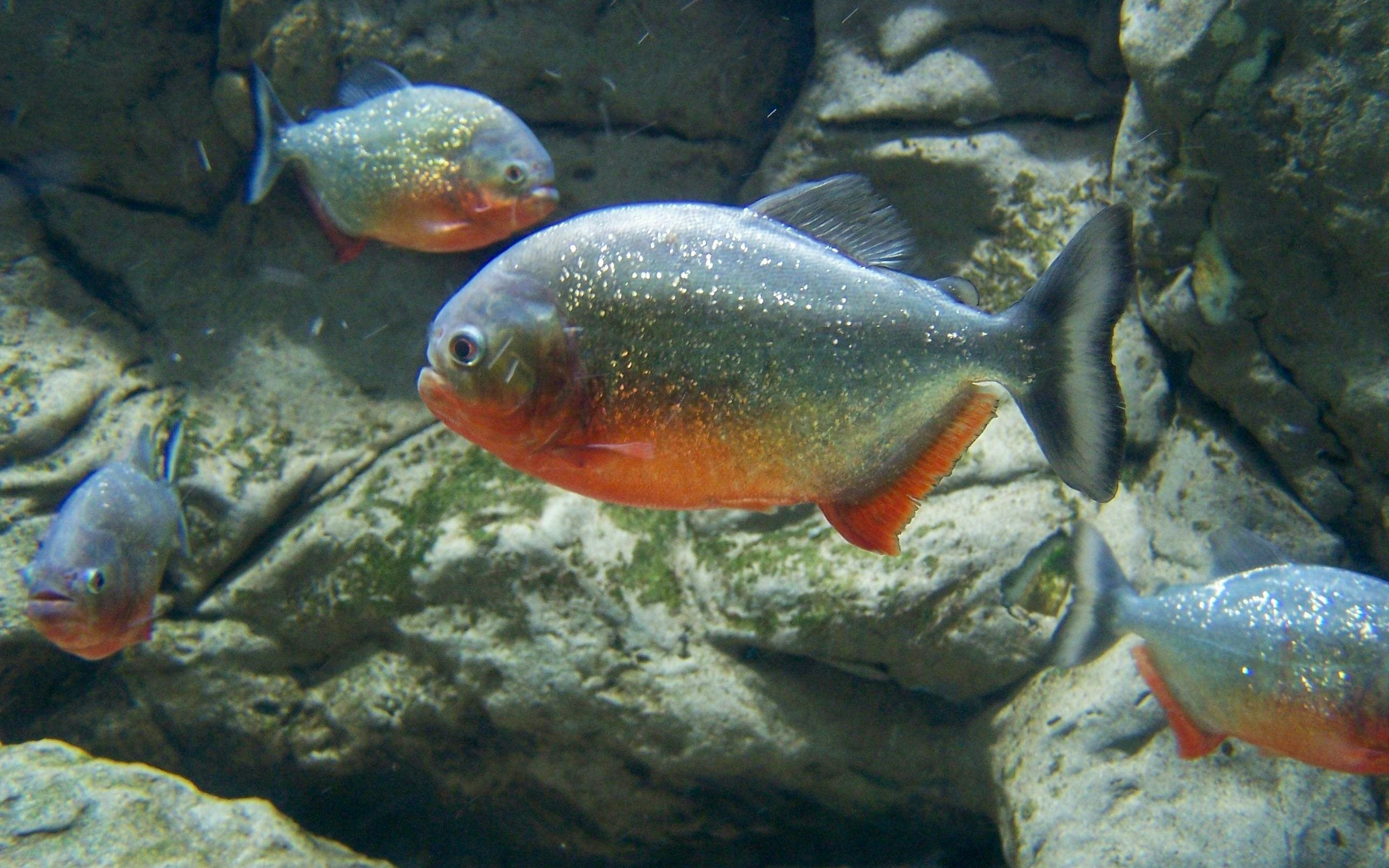 Piranhas swimming in a rocky pool at the zoo.