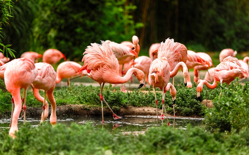Flamingos wading in water at Zoo Leipzig.