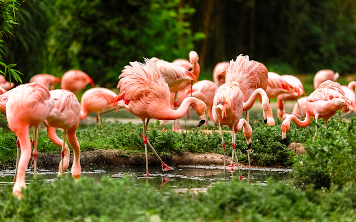 Flamingos wading in water at Zoo Leipzig.