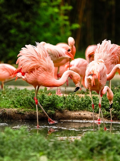 Flamingos wading in water at Zoo Leipzig.