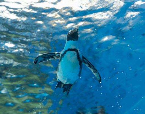 seaworld abu dhabi tickets