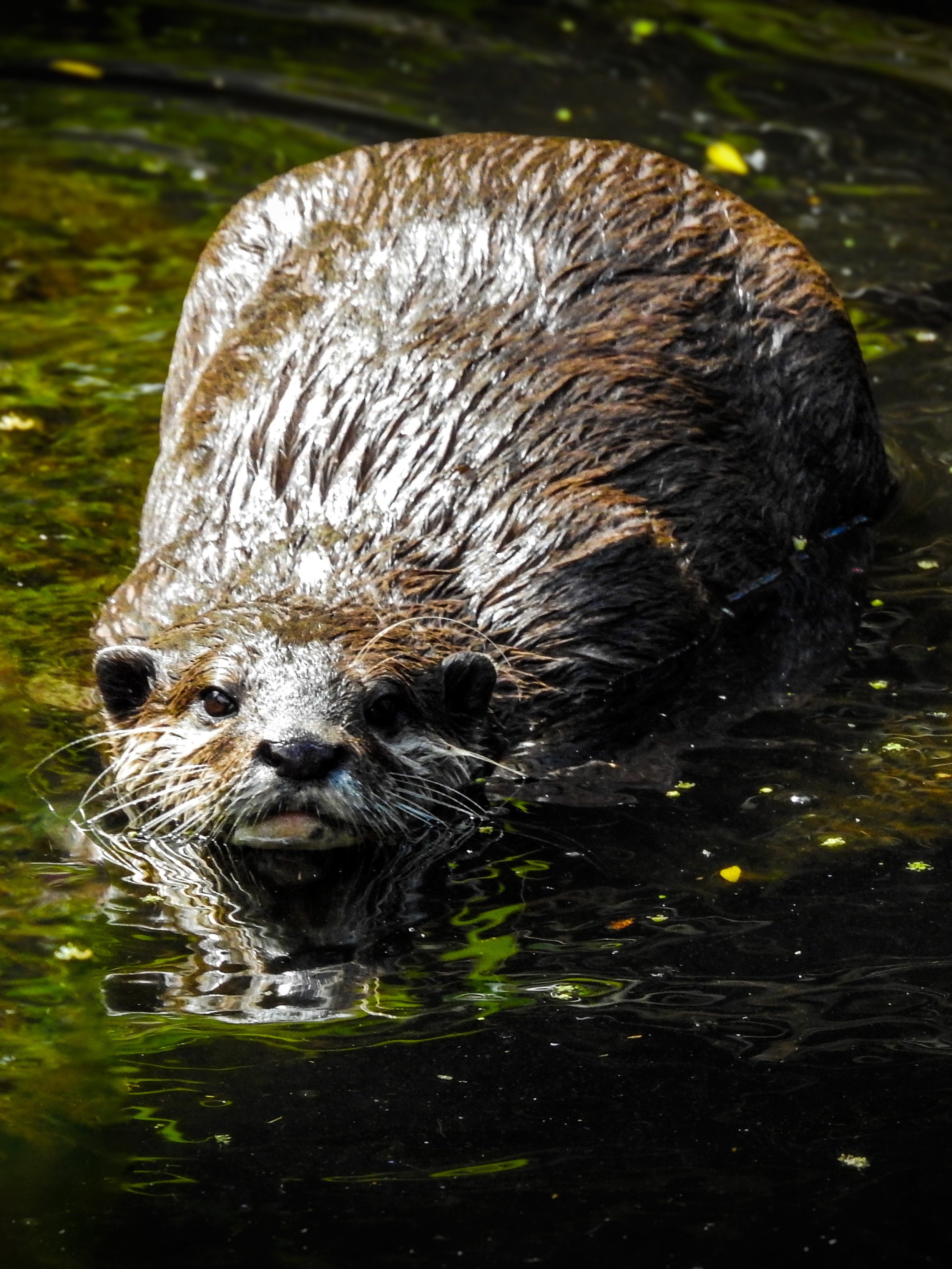 Willowbank Wildlife Reserve