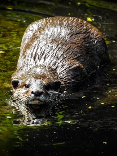 Réserve naturelle de Willowbank