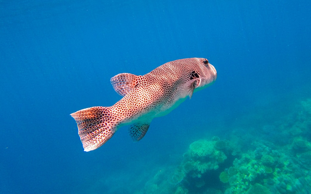 Spotted pufferfish swimming near coral in Surin Islands.