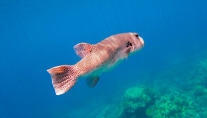 Spotted pufferfish swimming near coral in Surin Islands.