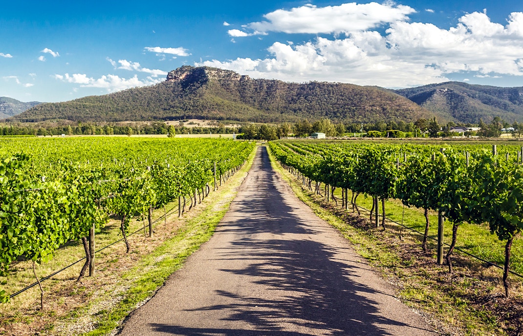 Vineyard path in Hunter Valley, Sydney with mountain backdrop.