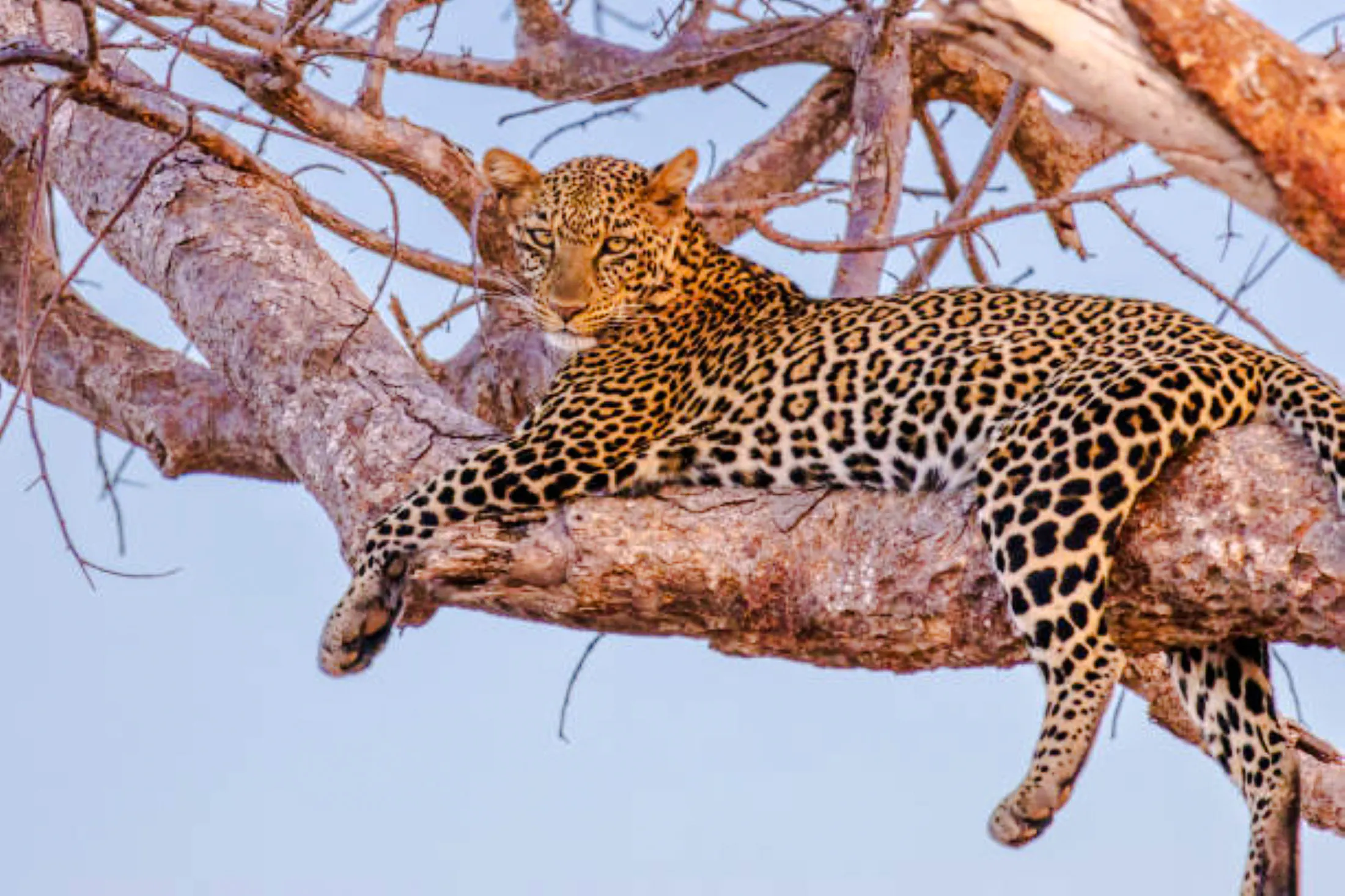 Leopard resting on a tree branch in Lake Nakuru, Kenya.