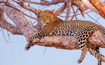 Leopard resting on a tree branch in Lake Nakuru, Kenya.