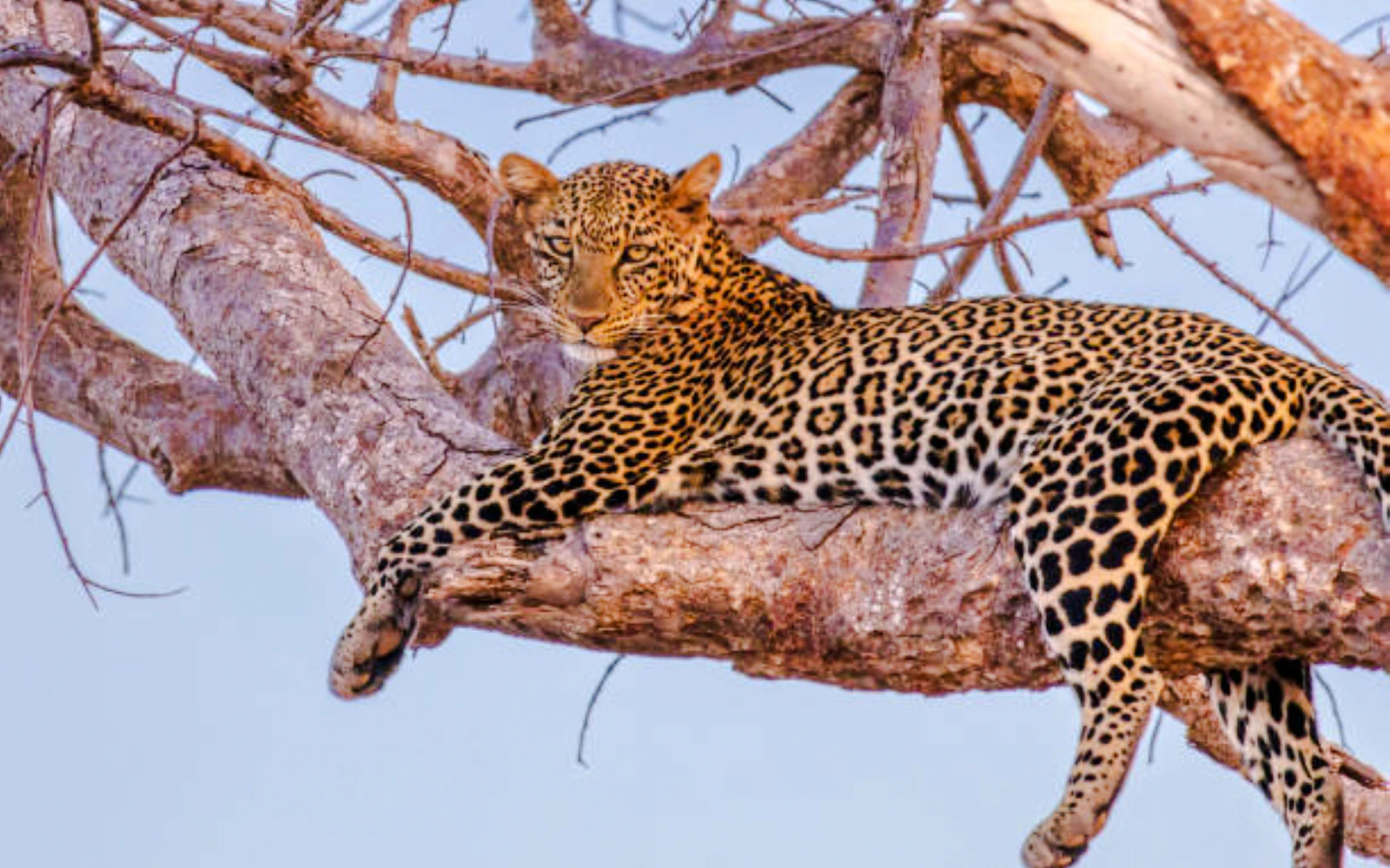 From Nairobi: Lake Nakuru National Park Day Trip (Product 56383)