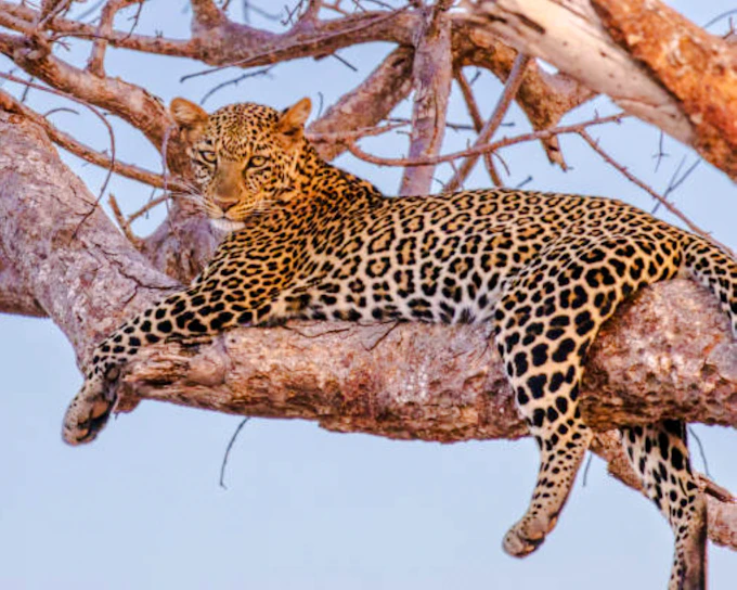 From Nairobi: Lake Nakuru National Park Day Trip (Product 56383)