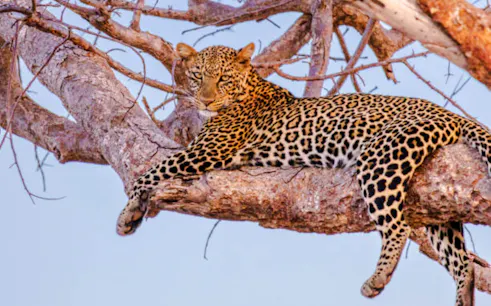 Leopard resting on a tree branch in Lake Nakuru, Kenya.