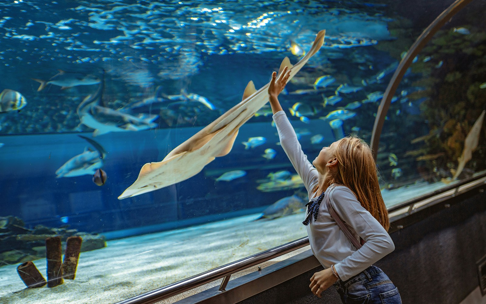 Child reaching towards a ray in the Barcelona Aquarium marine exhibit.