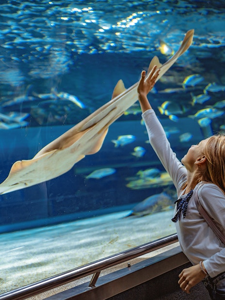 Child reaching towards a ray in the Barcelona Aquarium marine exhibit.