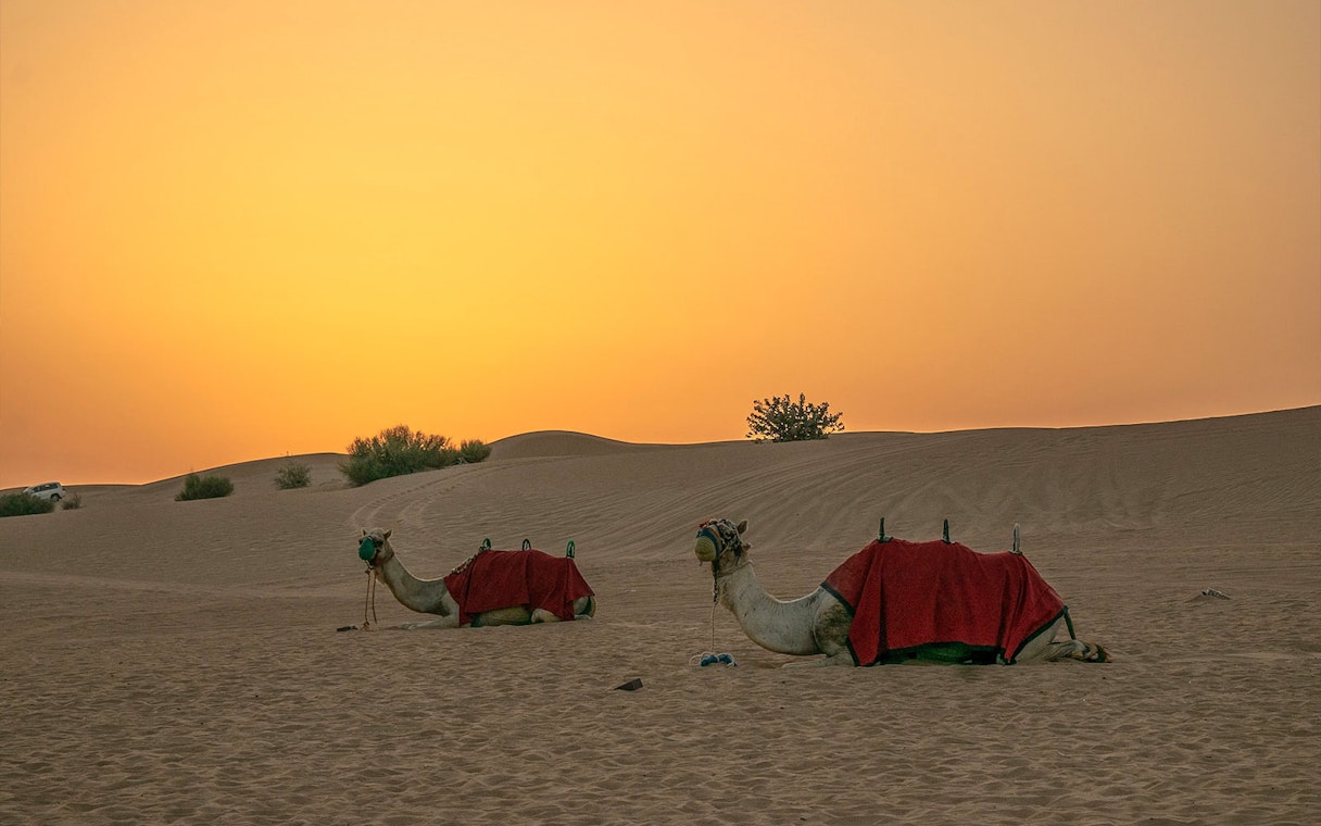 Camels resting at sunset in Bedouin Desert Camp, part of Atlanta Tourism's camel ride experience.