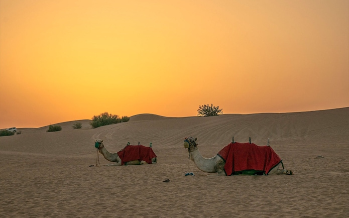 Camels resting at sunset in Bedouin Desert Camp, part of Atlanta Tourism's camel ride experience.