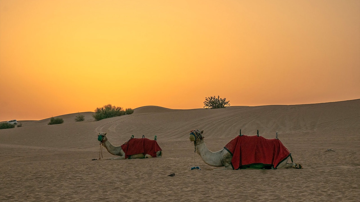 Misure di sicurezza - tour sui cammelli a Dubai