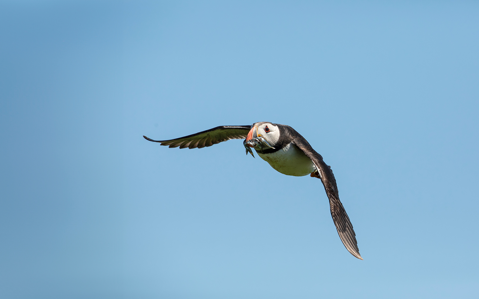 Puffin flying with fish during Reykjavik boat tour.