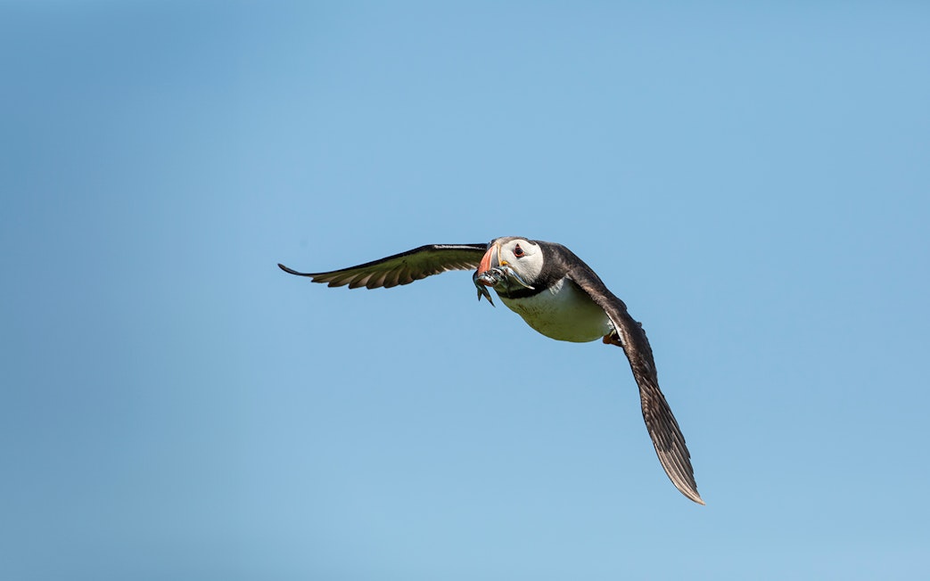Puffin flying with fish during Reykjavik boat tour.