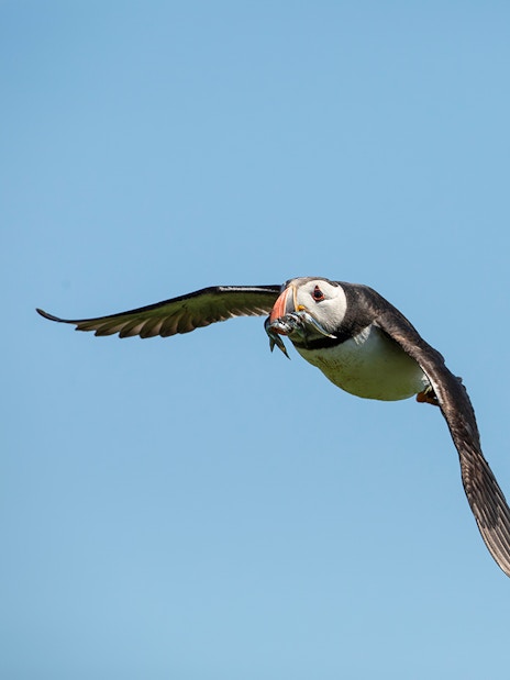 Puffin flying with fish during Reykjavik boat tour.