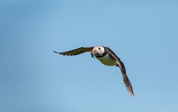 Puffin flying with fish during Reykjavik boat tour.