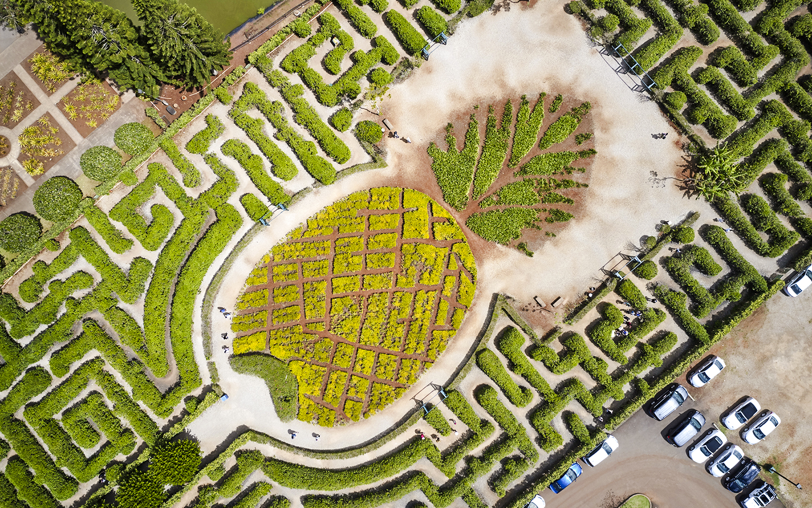 Aerial view of the pineapple-shaped garden maze at Dole Plantation, Hawaii.