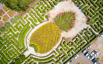 Aerial view of the pineapple-shaped garden maze at Dole Plantation, Hawaii.
