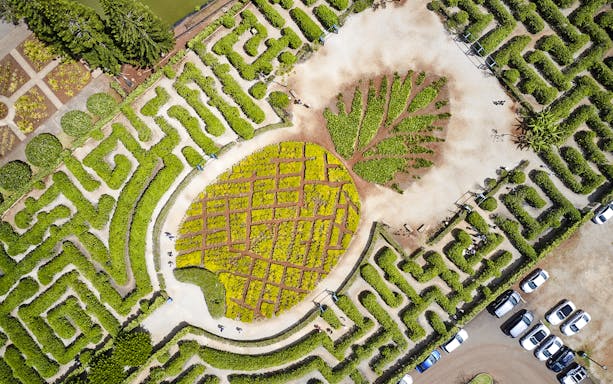 Aerial view of the pineapple-shaped garden maze at Dole Plantation, Hawaii.