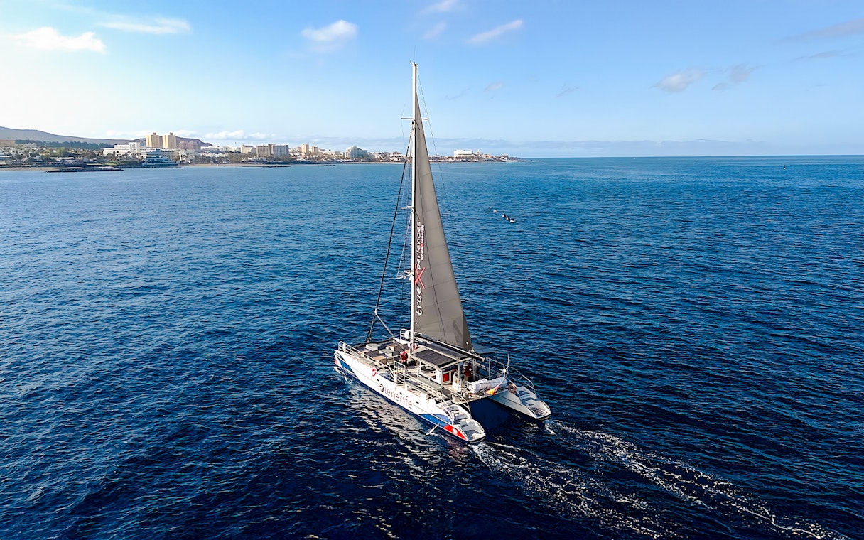 Catamaran sailing on the ocean near a coastal city, ideal for whale and dolphin watching cruise.