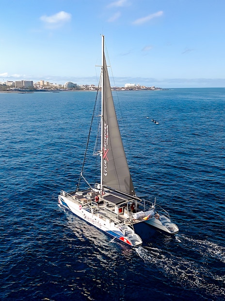 Catamaran sailing on the ocean near a coastal city, ideal for whale and dolphin watching cruise.