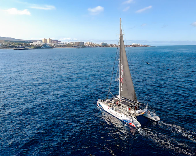 Costa Adeje: Whale & Dolphin Watching Cruise with Hotel Transfers