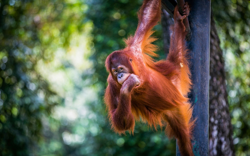 Orangutan hanging from a pole at Zoo Negara, Malaysia.