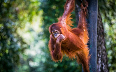 Orangutan hanging from a pole at Zoo Negara, Malaysia.