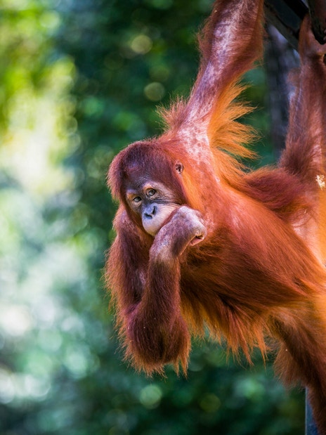 Orangutan hanging from a pole at Zoo Negara, Malaysia.