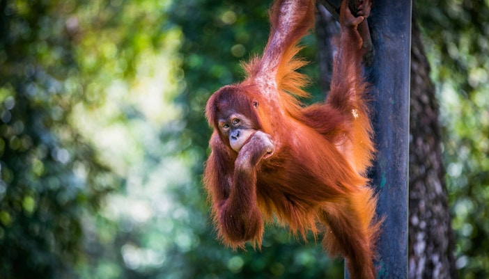 Orangutan hanging from a pole at Zoo Negara, Malaysia.