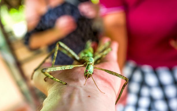 Stick insect on a visitor's hand at Kemenuh Butterfly Park, Bali.