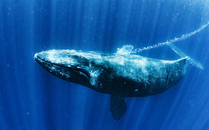 Whale swimming underwater in a close-up view.