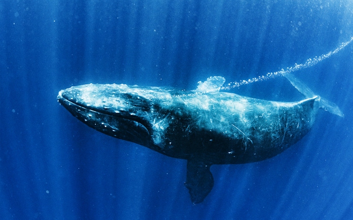Whale swimming underwater in a close-up view.