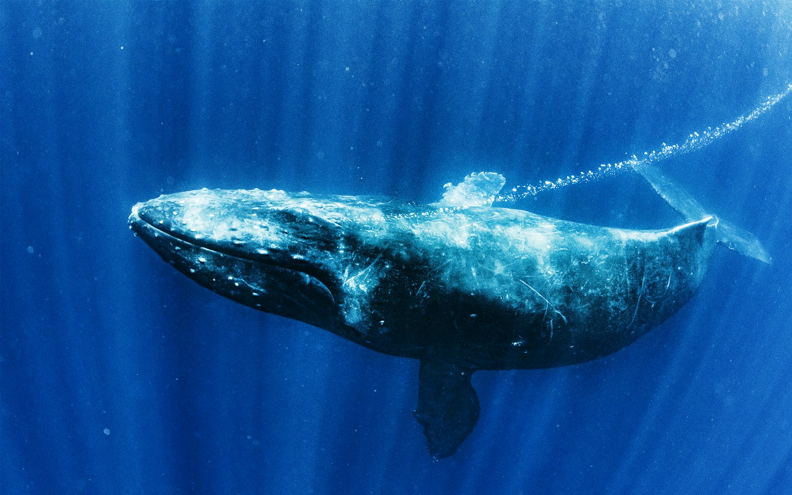 Whale swimming underwater in a close-up view.