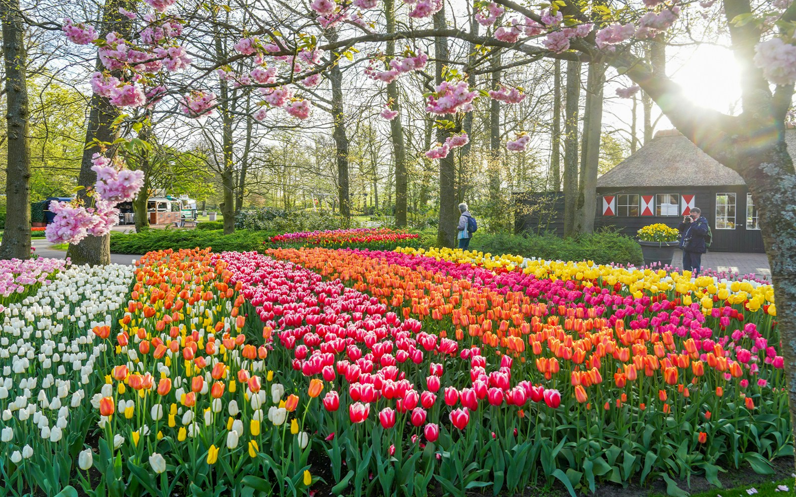 Tulip fields in Keukenhof Gardens with visitors and blooming trees.
