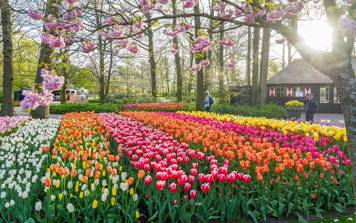 Tulip fields in Keukenhof Gardens with visitors and blooming trees.