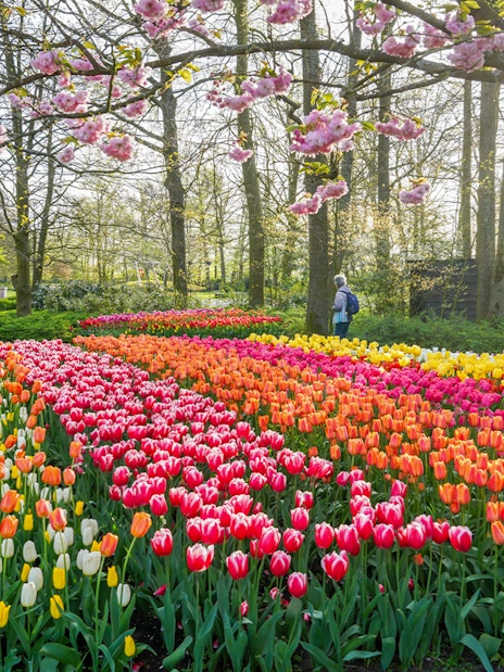 Tulip fields in Keukenhof Gardens with visitors and blooming trees.